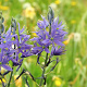 Camassia leichtlinii 'Blaue Donau' gm 4,0L