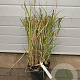 Miscanthus sin. 'Adagio' GM C5