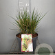 Molinia caerulea 'Edith Dudszus' GM C5