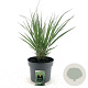Panicum virgatum 'Northwind' GM C5