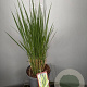 Panicum virgatum 'Northwind' GM C5