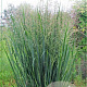 Panicum virgatum 'Northwind' GM C5