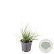 Pennisetum al. 'Little Bunny' GM P9