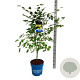 Acer Arctic Jade 125-150 cm 15L