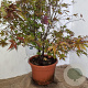 Acer pal. 'Atropurpureum' 100-125 cm 15L