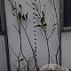 Aesculus parviflora 80-100 cm met kluit 1 tak
