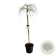 Acer pal. 'Dissectum' 160 cm stam cont. 55L
