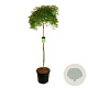 Acer pal. 'Dissectum' 160 cm stam cont. 55L