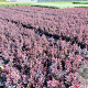 Berberis thunb. 'Atropurpurea' 20-30 cm 2,0L