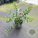 Callistemon vimin. Hot Pink 30-40 cm 2,0L