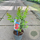 Callistemon vimin. Inferno 30-40 cm 2,0L