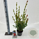 Callistemon vimin. Inferno 30-40 cm 2,0L