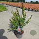 Callistemon vimin. Inferno 35-40 cm 5,0L
