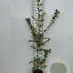 Carpinus betulus 125-150 cm 5,0L