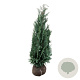Chamaecyparis l. 'Columnaris' 140-160 cm met kluit