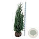 Chamaecyparis l. 'Columnaris' 140-160 cm met kluit