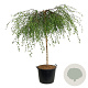 Betula p. 'Youngii' 180 cm stam cont. 130L extra