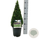 Buxus sempervirens 40-50 cm 4,0L piramide antraciet