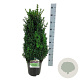 Buxus sempervirens 50-60 cm 6L struik