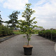 Fagus sylvatica 125-150 cm 7,5L Gestokt