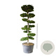 Carpinus betulus 250-300 cm cont. 500L bonsai