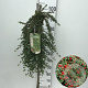 Cotoneaster pr. 'Queen of Carpets' 90 cm stam 7,5L