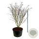 Cornus k. 'Weisse Fontaine' 225-250 cm cont. 285L solitair