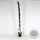 Jasminum nudiflorum 150-175 cm 5,0L