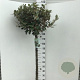 Elaeagnus ebb. 'Compacta' 120 cm stam 15L