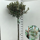 Elaeagnus ebb. 'Compacta' 120 cm stam 15L