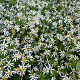 Aster divaricatus GM P9