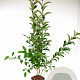 Ligustrum luc. Green Screen 80-100 cm 5,0L