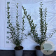 Ligustrum vulg. 'Atrovirens' 40-60 cm 2,0L