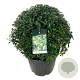Ligustrum vulg. 'Atrovirens' 60-70 cm 45L bol extra