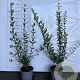 Ligustrum vulg. 'Atrovirens' 60-80 cm 2,0L