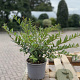 Ligustrum vulg. 'Lodense' 30-40 cm 2,0L