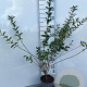Ligustrum vulg. 'Lodense' 40-60 cm 2,0L