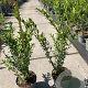 Ligustrum vulg. 'Lodense' 40-60 cm 5,0L