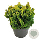 Chamaecyparis o. 'Meroki Twin' 20-25 cm 5,0L
