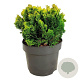 Chamaecyparis o. 'Meroki Twin' 20-25 cm 5,0L