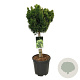 Chamaecyparis o. 'Nana Aurea' 40 cm stam 15L kroon 50-60