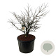Euonymus alatus 125-150 cm cont. 230L solitair