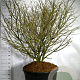 Euonymus alatus 150-175 cm cont. 230L solitair