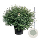 Euonymus alatus 150-175 cm cont. 230L solitair