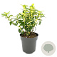 Euonymus fort. Blondy 30-35 cm 5,0L