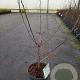Magnolia stellata 40-50 cm 5,0L