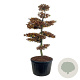 Fagus sylvatica 200-225 cm cont. 285L bonsai