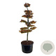 Fagus syl. 'Atropunicea' 225-250 cm cont. 285L bonsai