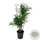 Fargesia robusta 'Wenchuan' 60-80 cm 6L