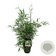 Fargesia scabrida 'Asian Wonder' 80-100 cm 6L